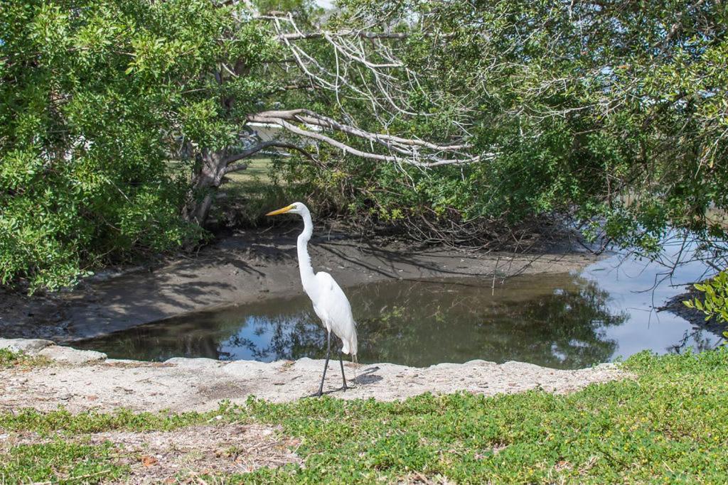 Marsh Front Birders Paradise Close To Beaches And Downtown St. Augustine